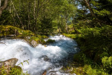 Pireneler kırsalındaki sık yeşil yapraklar ve huş ağaçlarıyla çevrili güneşli bir ormanda kayaların ve yosunların üzerinde berrak dağ suları çağlar..