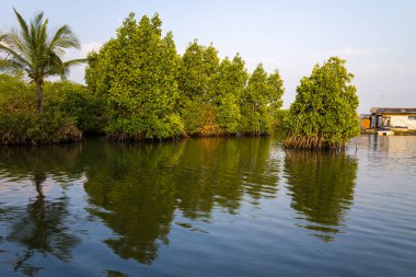 Kümelenmiş mangrov ağaçları ve tek bir palmiye ağacı Hindistan 'ın Munroe Adası' nda, gün ışığında sakin sulara yansımaktadır. Kırsal bir ev, huzurlu tropikal manzarayı daha da güzelleştirir..