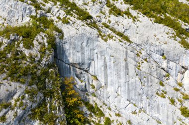 Chartreuse Massif 'teki engebeli kireçtaşı uçurumuna yakın çekim, dağınık yeşil çalılıklar ve güneş ışığıyla parlayan yapraklar. Görüntü taş dokuları, dikey çizgiler ve bu kayanın ve bitki örtüsünün etkileşimini vurgular.