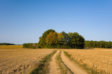 Dolambaçlı bir toprak yol, açık mavi gökyüzünün altındaki yoğun bir yeşil ve altın ağaçlar kümesine doğru gözlerini çekerek hasat edilmiş tarım alanlarını kesiyor. Sahne, Fransa 'nın orta kesimindeki açık kırsal alanla dokulu orman kenarı arasındaki zıtlığı vurguluyor.