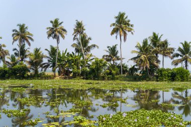 Uzun palmiye ağaçları ve yemyeşil yapraklar Alappuzha, Kerala 'da yansıtıcı bir su yolunun kenarında. Yüzen su bitkileri sakin yüzeyi kaplayarak açık gün ışığında canlı ve tropikal bir manzara yaratırlar..