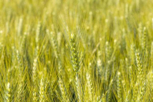 Tek bir yeşil buğday sapı keskin bir odak noktasında dimdik durur, kırsal bir alanda, parlak güneş ışığı altında yumuşak, bulanık, altın sarısı buğday başları ile çevrili..