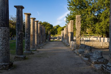 Antik Filistin 'den gelen uzun sıra aşınmış taş sütunlar Yunanistan' ın Olympia kentindeki olgun ağaçların altında çarpıcı bir sütun oluşturuyor. Öğleden sonra güneş ışığı, kumlu arkeolojik yolda sıcak gölgeler ve uzun gölgeler oluşturur.