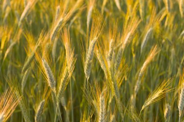 Sıcak güneş ışığıyla aydınlatılan uzun arpa dikenleri, altın renkleri ve ince dokularıyla tarlada yumuşak, doğal bir atmosfer oluşturur..