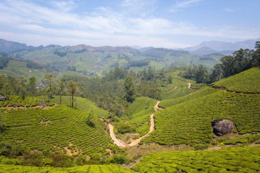 Hindistan 'ın Munnar kentindeki yuvarlanan tepelerdeki yemyeşil çay tarlalarından geçen dar bir toprak yol. Manzara güneşli ve geniştir. Uzak dağlar ve dağılmış ağaçlar parlak mavi bir gökyüzünün altında..