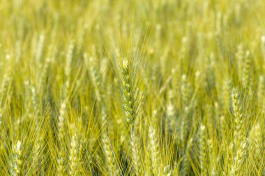 Yüksek yeşil-sarı sapları ile dolu canlı bir buğday tarlası, bir belirgin buğday sivri keskin bir odak karşısında duruyor parlak gün ışığı altında yumuşak bulanık bir arka plan.