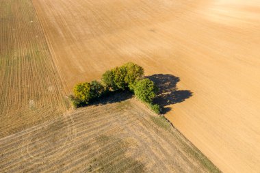 Hava perspektifi, toplanan iki tarlanın buluşma noktasında uzun gölgeler bırakan küçük bir grup yeşil ağaç yakalar. Keskin açılar ve dokulu toprak geometrik bileşimi vurgular ve kırsal alanda yaz sonu atmosferi