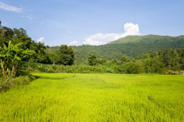 Parlak yeşil pirinç bitkileri, yoğun bitki örtüsüyle çevrili ve Kuzey Vietnam 'da açık mavi bir gökyüzünün altında yuvarlanan tepelerle dolu güneşli bir tarlayı dolduruyor. Manzara canlı ve huzurlu. Yeşillik ve açık tarım arazilerinin zengin dokusu var..