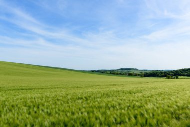 Yumuşak yuvarlanan tepelere doğru uzanan yeşil bir arpa tarlasının açık mavi gökyüzünün altında ince bulutlarla. Manzara açıklık ve kırsal sakinliği iletir..