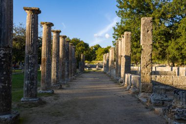 Filistin 'den gelen yıpranmış taş sütunlar Yunanistan' ın Olympia kentinde olgun ağaçların altında çarpıcı bir sütun oluşturuyor. Öğleden sonra güneş ışığı, arkeolojik alanda sıcak röfleler ve yumuşak gölgeler oluşturarak, tarihi kalıntıları yemyeşil ile harmanlıyor.
