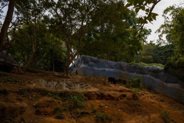 Yalnız bir tembel hayvan Trivandrum 'da yoğun yeşil yapraklar ve kayalık bariyerlerle çevrili geniş, topraksı bir hayvanat bahçesi çevresini keşfeder. Tepe örtüsü üzerindeki doğal ışık filtreleri, sakin ve vahşi bir atmosfer yaratıyor..