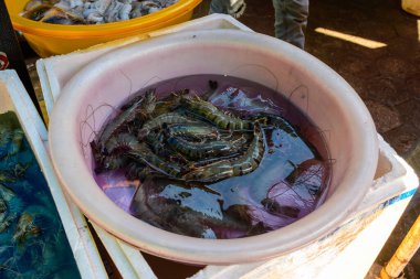 Kep, Kamboçya 'da bir açık deniz ürünleri tezgahında suyla dolu yuvarlak beyaz bir havuza batırılmış canlı kaplan karidesleri. Görüntü, Güneydoğu Asya pazarının tipik taze kabuklu deniz hayvanları, doğal yansımaları ve canlı dokularını vurguluyor