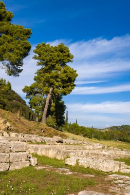 Yunanistan 'ın Olympia kentindeki arkeoloji sahasındaki uzun çam ağaçlarının altında yıpranmış taş teraslar bulunuyor. Parlak güneş ışığı, arka planda mavi gökyüzü ve yuvarlanan tepeler ile antik duvarcılık ve çimenlik arazi üzerinde canlı gölgeler bırakır..