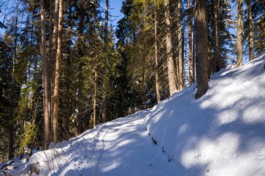 Yoğun bir yeşil orman boyunca dar bir yol esiyor, zemini kaplayan taze kar ve uzun ağaçların arasından süzülen benekli güneş ışığı. Soğuk gölgeler ve mavi gökyüzü sakin bir kış havası yaratır..