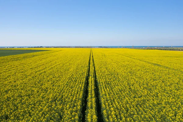 Geniş bir kolza tohumu tarlası, berrak bir gökyüzünün altında, parlak sarı manzarayı ayıran düzgün traktör çizgileriyle uzak mavi denize doğru uzanıyor..