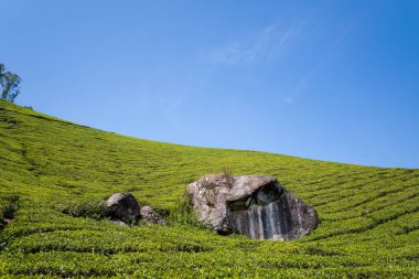 Hindistan 'ın Munnar kentindeki güneşli bir çay tarlasında, berrak mavi bir gökyüzünün altında belirgin bir kaya parçasıyla yamaç yamacında kıvrılan canlı yeşil çizgiler bulunur. Sahne açık, taze ve sakin, doğal dokuları ve desenleri vurguluyor.