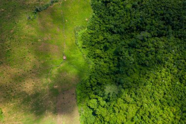 Hava manzarası, ıssız bir ahşap kulübesi ile kuzey Laos kırsalındaki sık ve canlı orman arasındaki keskin sınırı gösteriyor. Sahne, doğal desenleri, güçlü güneş ışığını ve dokuların çarpıcı bölünmesini vurguluyor.