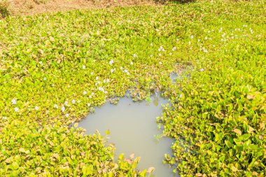 Kamboçya 'nın Phnom Penh yakınlarındaki güneşli bir sulak alanda küçük bir gölet etrafında narin soluk mor çiçeklerle dolu yoğun su sümbülü kümeleri. Sahne, yemyeşil yeşillikleri ve kırsal kesimdeki su bitkilerinin doğal desenlerini ön plana çıkarıyor..