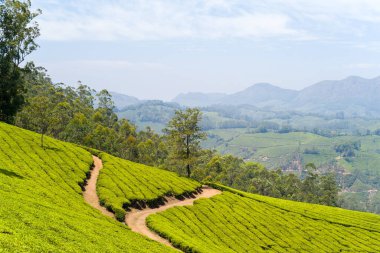 Hindistan 'ın Munnar kentindeki güneşli bir yamaçtaki canlı yeşil çay çalıları arasında dar bir toprak yol kıvrılır. Yuvarlanan plantasyonlar ve uzak mavi dağlar hafif bulutlu bir gökyüzünün altında katmanlı, sakin bir manzara yaratır..