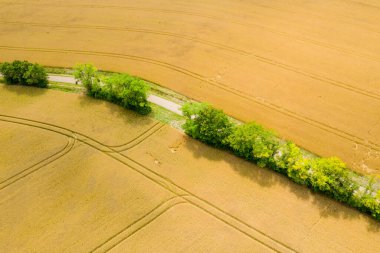 Hava görüntüsü, geniş altın buğday tarlalarını kesen yeşil ağaçlarla kaplı dar bir kırsal yol gösteriyor. Sahnede yumuşak yaz ışığı ve manzarada hafif kıvrımlar yer alıyor..