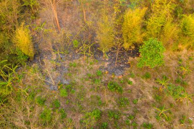 Havadan bakıldığında kavrulmuş toprak ve kavrulmuş bitki örtüsü, kuru bir ormanın kenarında yeşil yapraklar ve bambu parçalarıyla kararmış zemine zıt düşer. İnce duman ve devam eden közler, yakın tarihli bir yangının sonrasını vurguluyor.