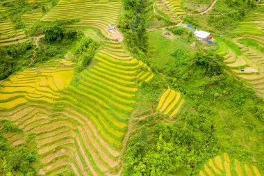 Sapa, Vietnam yakınlarındaki yemyeşil yamaçlarda kıvrılan canlı sarı ve yeşil pirinç teraslarının hava perspektifi. Yoğun bitki örtüsü ve dolambaçlı yollarla çevrili, katmanlı tarlaların arasında ıssız bir köy kulübesi bulunur..