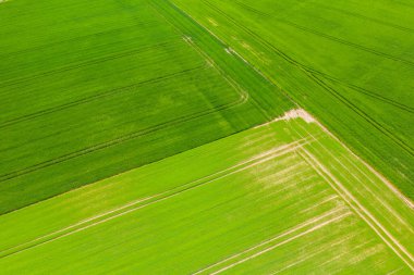 Görünür traktör çizgileri ve geometrik desenleri olan canlı yeşil ekinlerin kesişen alanlarını çeken hava fotoğrafı, taze, yazlık bir atmosfer için parlak güneş ışığıyla yıkandı..