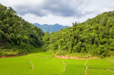 Yoğun ormanlık tepelerin tabanında canlı pirinç terasları açılır, Mai Chau 'da bulutlu bir yaz gökyüzünün altında uzak mavi dağlar verimli ve huzurlu bir manzara yaratır..