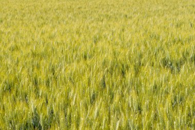 Yeşil ve altın başaklarla dolu verimli bir buğday tarlasının geniş bir görüntüsü, güçlü güneş ışığıyla yıkanmış ve dokulu, canlı bir manzara yaratıyor..