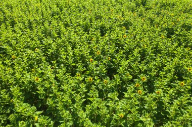 Yoğun yeşil yaprakların arasında sarı çiçeklerin açtığı yemyeşil bir ayçiçeği tarlasının üst görüntüsü. Sahne güneşli, desenli ve büyüme ve canlılık hissi uyandırıyor..