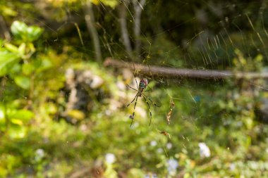 Vurucu bir örümcek, arka planında bulanık yeşil yapraklarla güneşli bir bahçede asılı duran narin ağının ortasında oturur. Doğal ışık örümceğin ince ve canlı renklerini vurgular, canlı ve detaylı bir sahne yaratır..