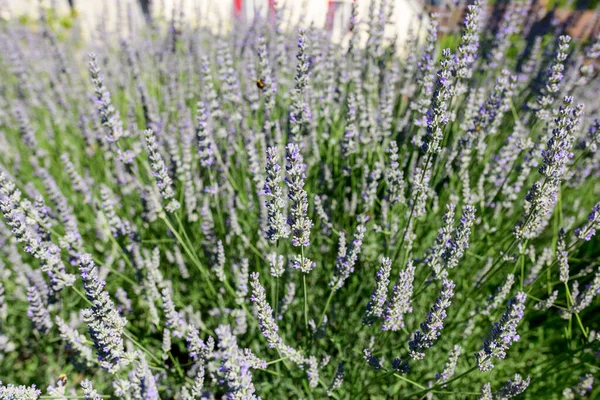Yoğun lavanta çiçekleri tomurcuklanıyor. İnce mor dikenleri yemyeşil yaprakların üzerinde yükseliyor. Parlak doğal ışık, kırsal bir bahçedeki taze dokuları ve canlı renkleri vurgular..