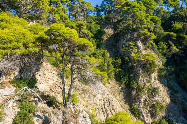 Güneşli çam ağaçları yoğun bir şekilde İyon kıyısının yukarısındaki engebeli kayalık yamaçlarda yetişir. Parlak yeşil yapraklar, açık mavi gökyüzünün altındaki açık taşla çelişiyor ve canlı bir Akdeniz manzarası yaratıyor..