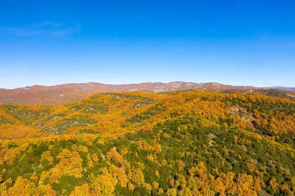 Yunanistan 'ın anakarasındaki açık mavi gökyüzünün altında parlak altın ve yeşil sonbahar yapraklarıyla kaplanmış, ufukta uzak dağ sırtları olan güneşli tepelerin geniş manzarası..