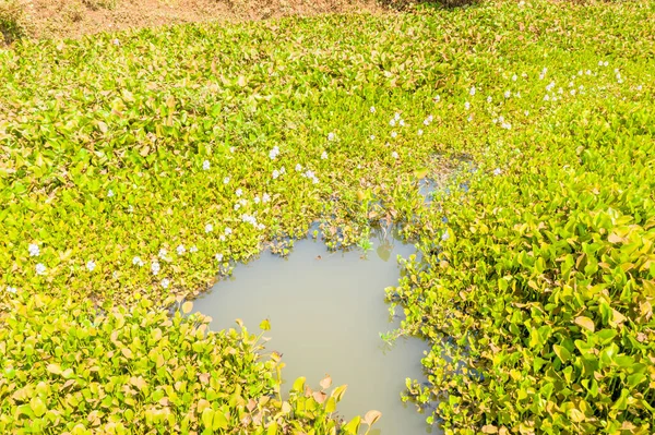 Kamboçya 'nın Phnom Penh yakınlarındaki güneşli bir sulak alanda küçük bir gölet etrafında narin soluk mor çiçeklerle dolu yoğun su sümbülü kümeleri. Sahne, yemyeşil yeşillikleri ve kırsal kesimdeki su bitkilerinin doğal desenlerini ön plana çıkarıyor..