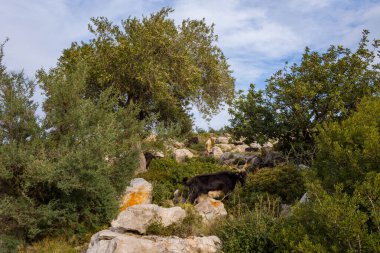Bir keçi sürüsü, yemyeşil çalılar ve bulutlu bir gökyüzünün altındaki olgun ağaçlarla çevrili kayalık bir yamaçta yiyecek arıyor. Sahne engebeli dokuları, doğal yaprakları ve huzurlu kırsal atmosferi ön plana çıkarıyor..