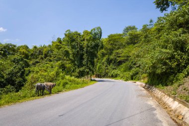 İki su bufalosu, açık mavi bir gökyüzü altında yoğun yeşil yapraklar ve tropikal ormanlarla çevrili eğimli bir asfalt yolun kenarında otlar. Parlak gün ışığı canlı bitki örtüsünü ve huzurlu kırsal alanı vurguluyor..