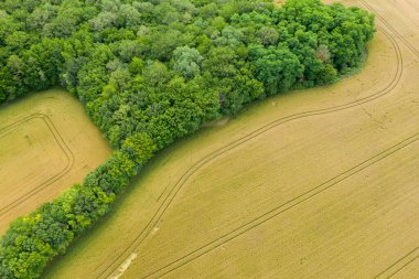 Yoğun, altın tarlalarla çevrili, eğri büğrü traktör hatlarıyla çevrili yeşil bir ormanın hava perspektifi arazide organik şekiller yaratıyor..