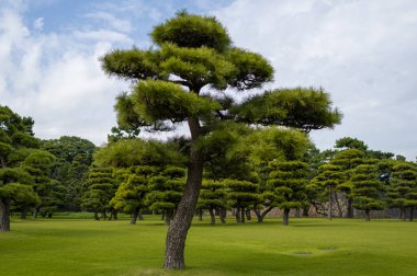 Zarif şekilli çam ağacı Tokyo 'daki İmparatorluk Sarayı' nın bahçesinde canlı yeşil çimlerin üzerinde duruyor. Manikürlü çimenler, katmanlı yeşillikler ve parçalı bulutlu bir gökyüzünün altında gün ışığıyla huzur dolu bir sahne..