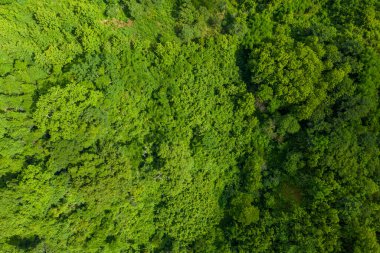 Yüksek açılı perspektif, yeşil ve karmaşık doğal dokuların çeşitli tonlarıyla yoğun tropikal orman tepe örtüsünü yakalar. Güneş ışığı zengin yaprakları vurgular, örtüşen yapraklar ve organik şekiller oluşturur..