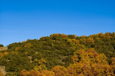 Yunanistan 'ın anakarasındaki berrak mavi gökyüzünün altında canlı altın ve yeşil yapraklar, sonbaharın canlı dokularını ve parlak atmosferini yakalıyor.