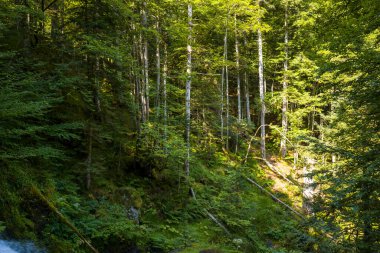 Lekeli güneş ışığı, bereketli yeşil bir Pyrenean ormanındaki uzun kayın ağaçlarının arasından süzülüyor. Sakin bir yaz sahnesinde yosunlu çalılıkları ve yoğun yaprakları vurguluyor..