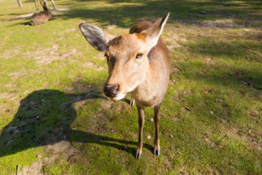 Japonya 'daki Nara Parkı' nda, parlak güneş ışığında yeşil çimlerin üzerinde duran bir geyiğin kameraya bakışının yakın çekimi. Yumuşak gölgeler ve doğal dokular, hayvanların nazik ifadelerini vurgular..