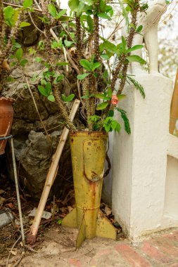 Laos 'un başkenti Luang Prabang' daki Mont Phousi 'de taşa ve beyazlatılmış duvarlara karşı kullanılan yıpranmış sarı bomba kabuğundan dikenli yeşil bir bitki yetişiyor. Sahne, endüstriyel metalle doğal yeşillik ve yaratıcı açık hava ortamını karşılaştırıyor..