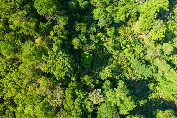 Hava perspektifi, çeşitli yeşillik ve organik desenlere sahip yoğun yeşil ormanın yemyeşil ve kesintisiz bir alanını yakalar. Canlı gölgelik parlak gün ışığında yıkanır, doğal dokuları ve ince yaprak rengi çeşitlerini ortaya çıkarır..