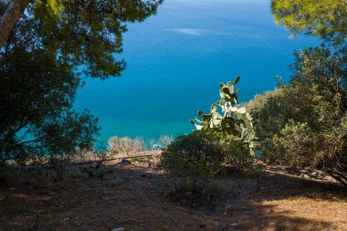 Güneşli dikenli armut kaktüsü ve Akdeniz çalıları canlı turkuaz deniz manzaralı kayalık bir yamaçta yetişir. Çam dalları, huzurlu kıyı sahnesini zengin doğal dokular ve berrak ışıkla donatır..