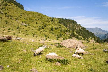Pireneler 'de güneşli yeşil bir yamaçta, çam ağaçları ve açık bir gökyüzünün altında uzak tepeler bulunan birkaç koyun rahatlar ve büyük kayaların arasında otlarlar. Huzurlu kırsal alan doğal dokular ve canlı yaz renklerine sahiptir..