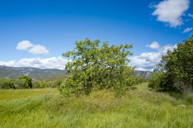 Uzak tepeler ve İspanya 'nın Bierge kenti yakınlarında beyaz bulutlarla benekli parlak mavi bir gökyüzü tarafından desteklenen, kır çiçekleriyle dolu uzun yeşil çimenlerin arasında tek bir yaprak ağacı duruyor. Sahne güneşli ve huzurlu, kırsalda baharın tazeliğini yakalıyor..