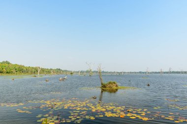 Sarı zambak pedleri ve dağınık ölü ağaçlarla kaplı, berrak mavi gökyüzünün altında, yoğun yeşil ormanlarla çevrili, geniş, sakin bir su alanı. Huzurlu sahne, Kamboçya 'daki Angkor bölgesinin doğal güzelliğini anımsatıyor..