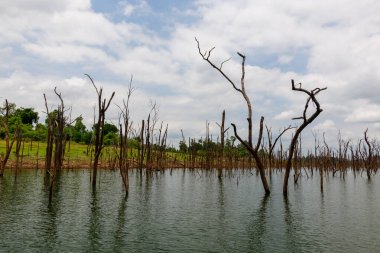 Yapraksız gövdeler ve dallar Nakai Barajı 'nın sakin yüzeyinden yeşil çimenler ve parçalı bulutlu bir gökyüzünün altındaki dağınık ağaçlarla ortaya çıkar. Sahnede katıksız siluetler, doğal dokular ve su ile su arasındaki zıtlık yer alıyor.